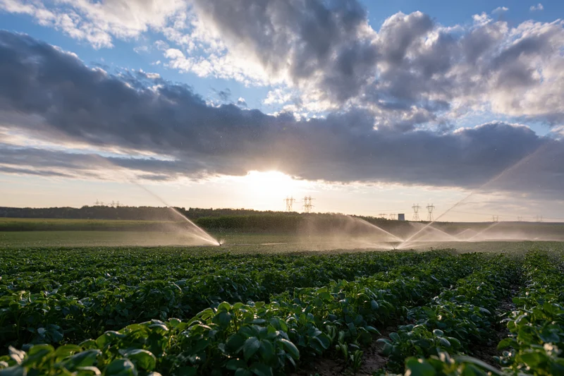 Irrigation sprinklers spraying water across a soybean field at sunset