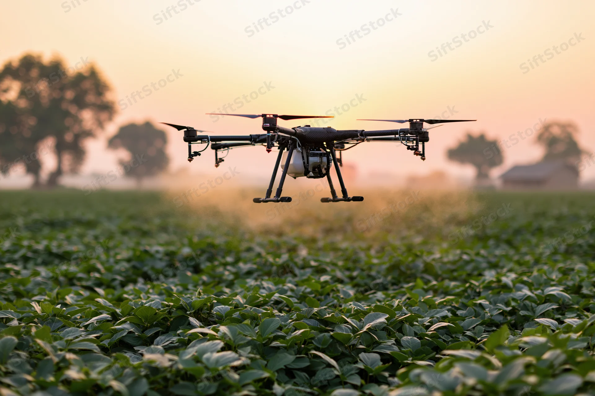 Agricultural drone hovering low over dense green soybean field at sunset