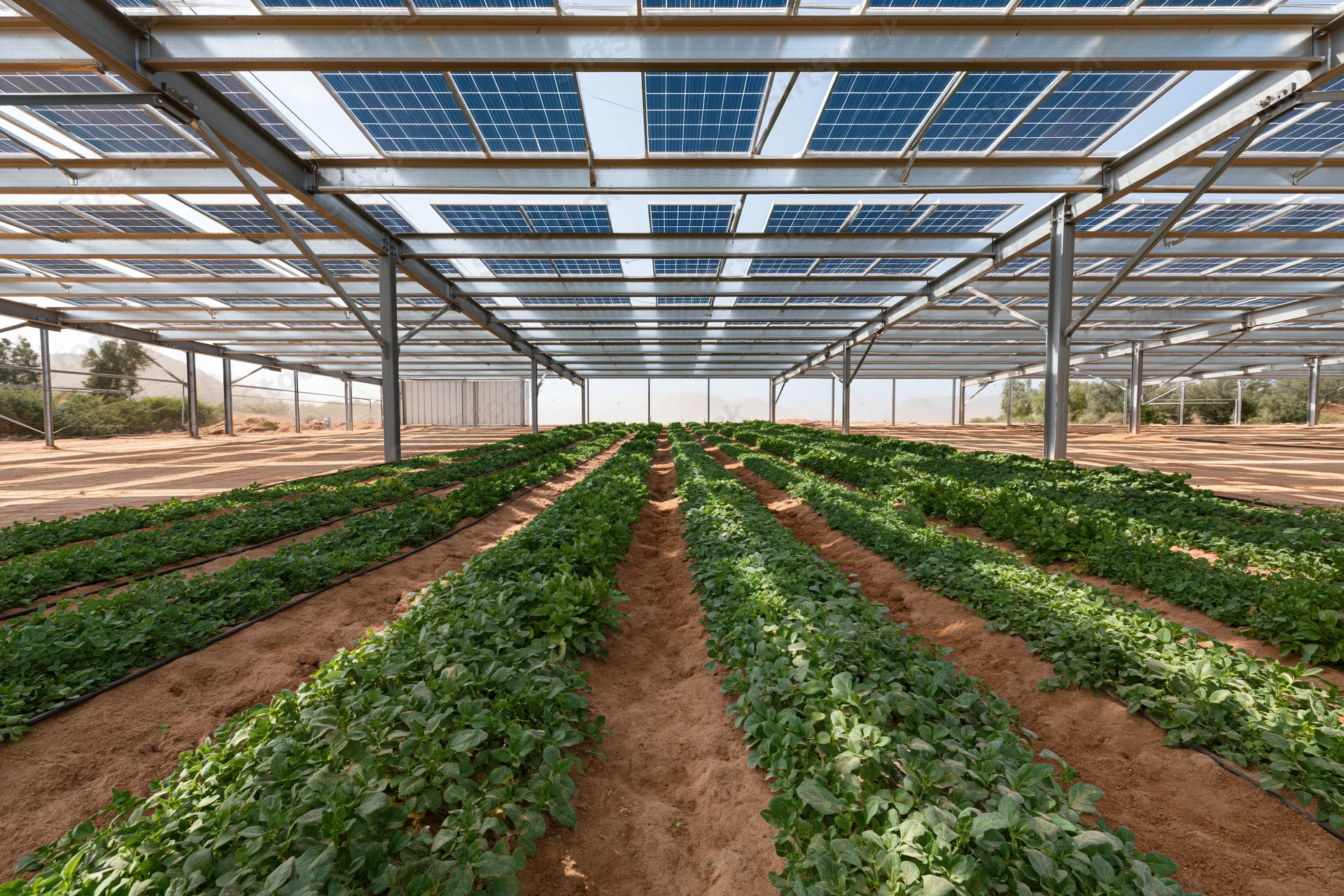 Rows of green vegetable crops growing under solar panel canopy in agrivoltaic farm