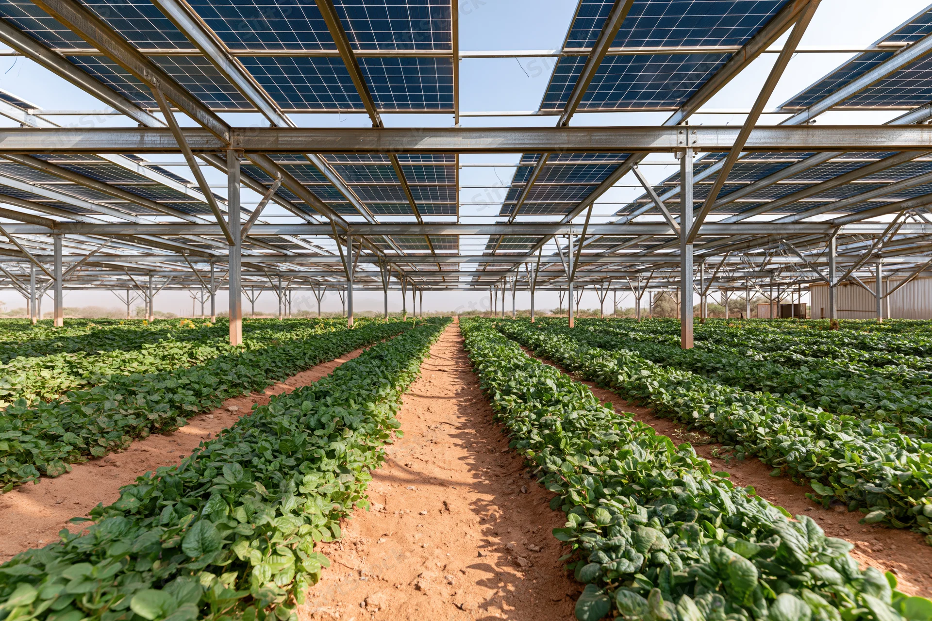 Rows of green vegetable crops growing under solar panels in an agrivoltaic farm field