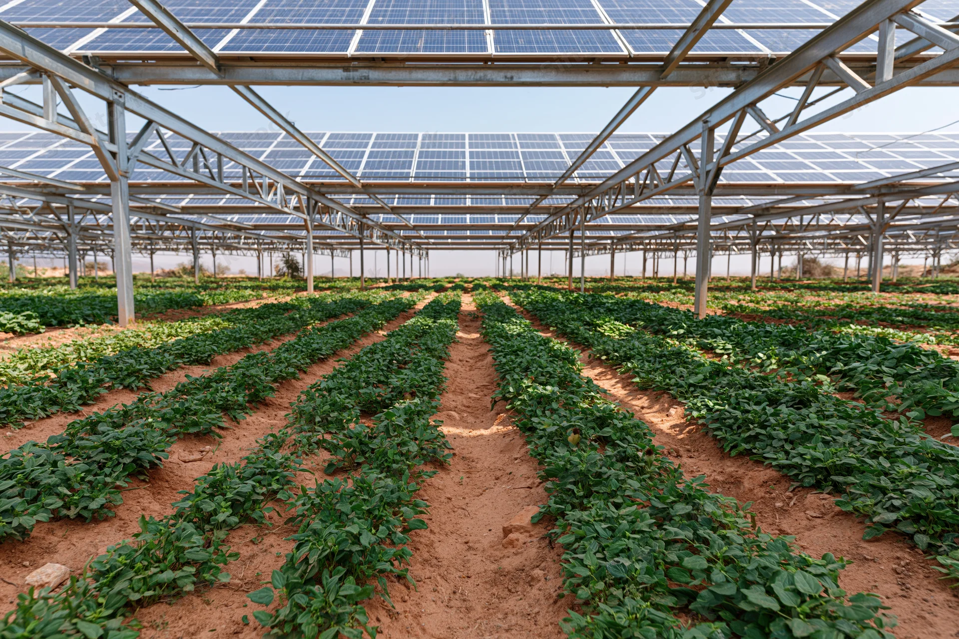 Rows of green vegetable crops growing under solar panels in an agrivoltaic farm field
