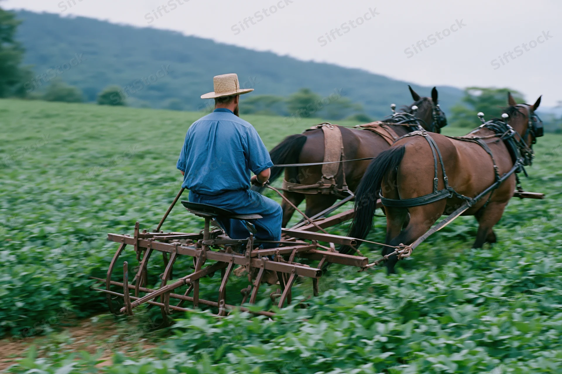 Amish farmer riding iron cultivator pulled by two horses through green field