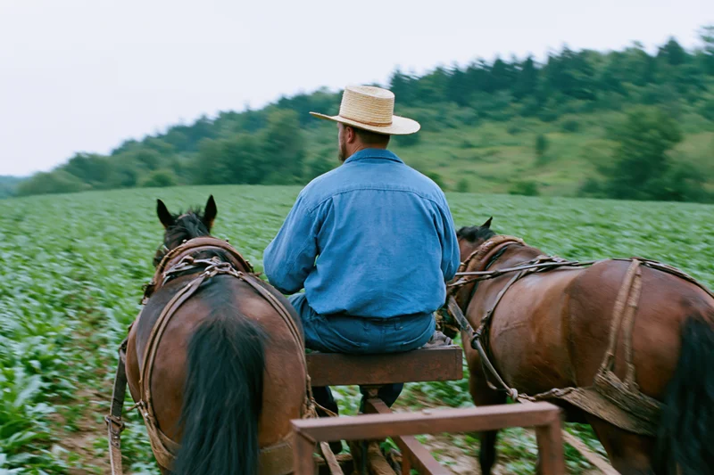 Amish farmer riding horse-drawn cultivator through green field