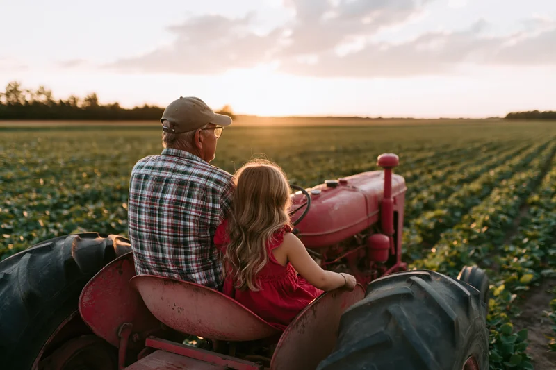 Older farmer and young girl sitting on vintage red tractor in soybean field at sunset