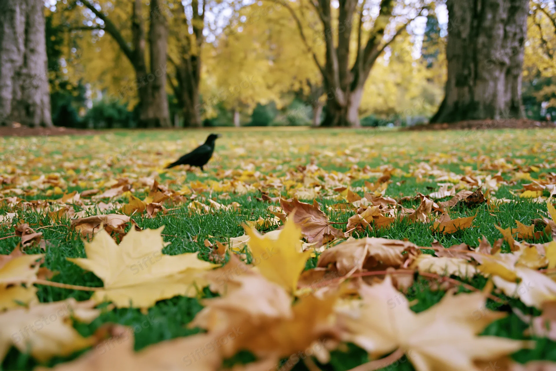 Black crow walking on grass covered with fallen maple leaves in autumn city park