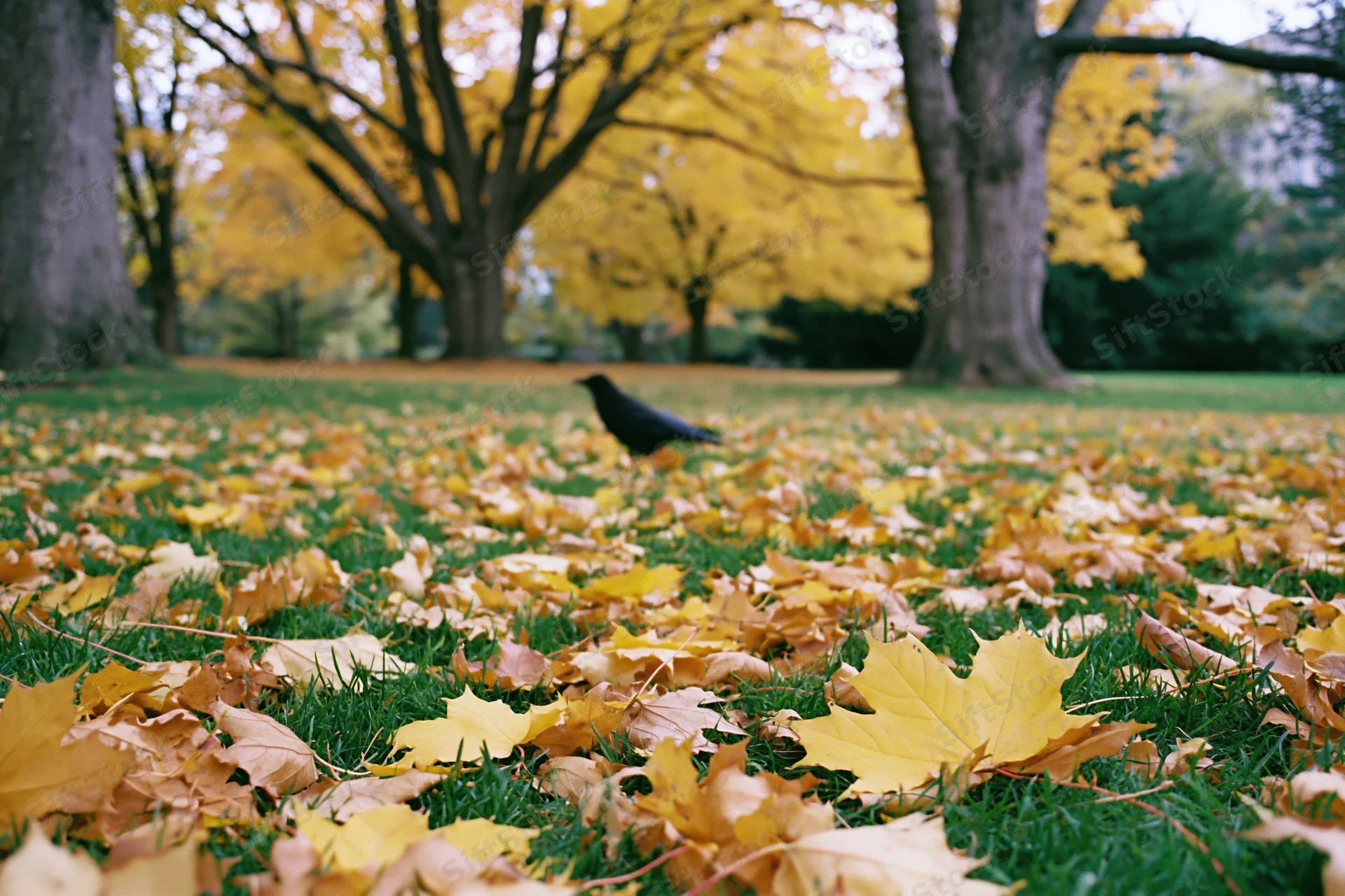 Black crow standing among fallen maple leaves on green grass in autumn park