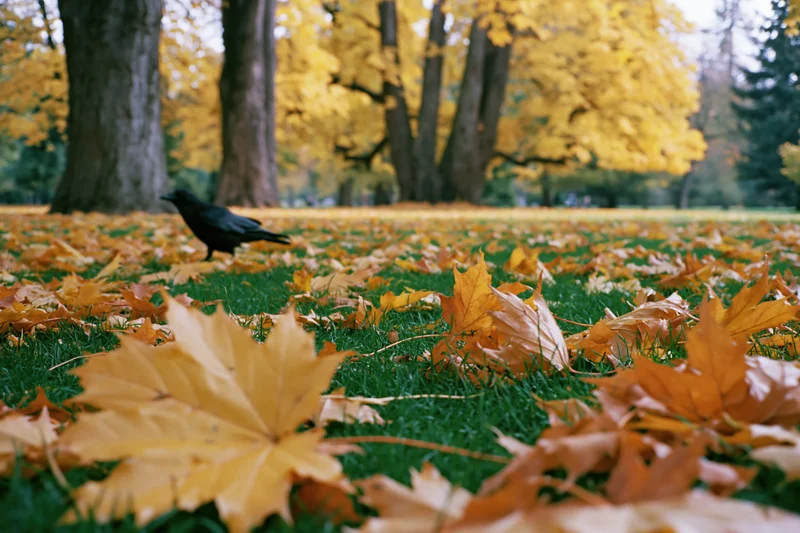 Black crow standing on grass covered with fallen maple leaves in autumn city park