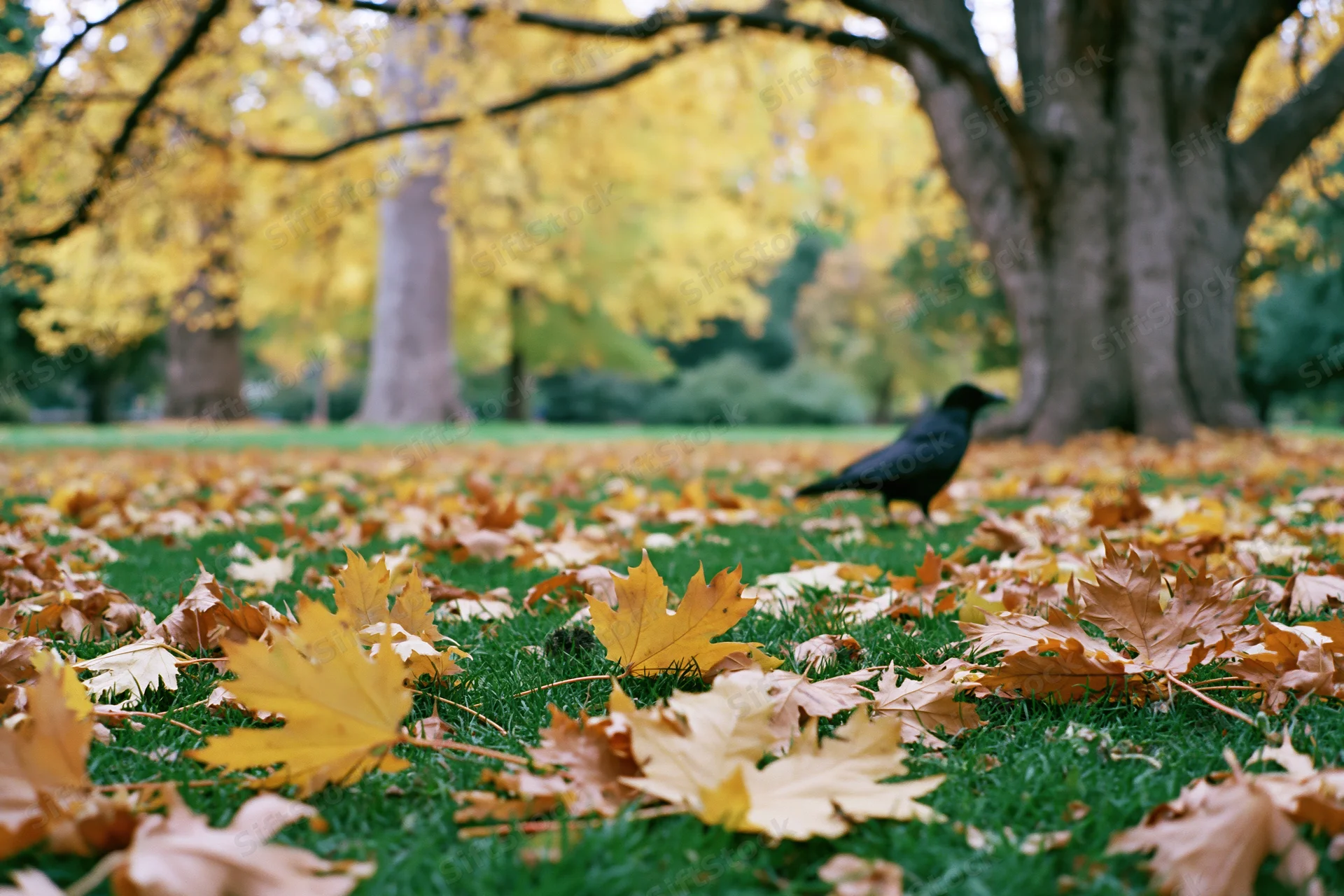 Black crow resting on grass covered with fallen maple leaves in autumn park