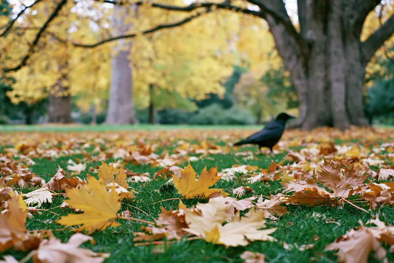 Black crow resting on grass covered with fallen maple leaves in autumn park
