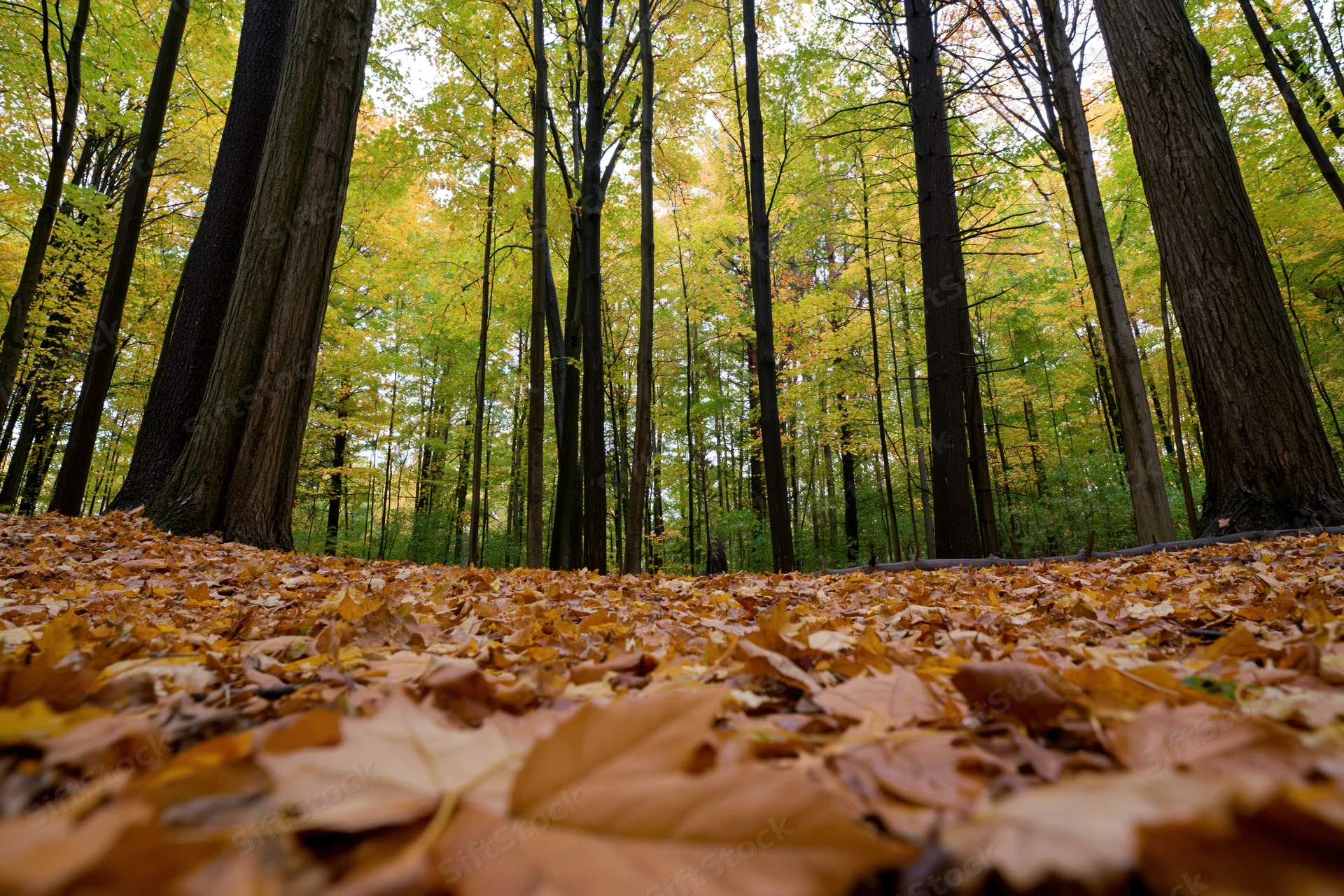 Forest floor covered in fallen autumn leaves under tall trees