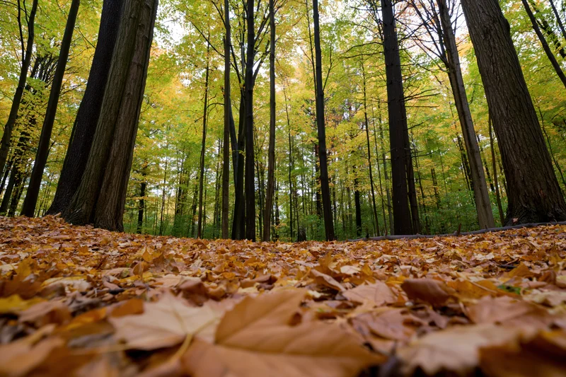 Forest floor covered in fallen autumn leaves under tall trees