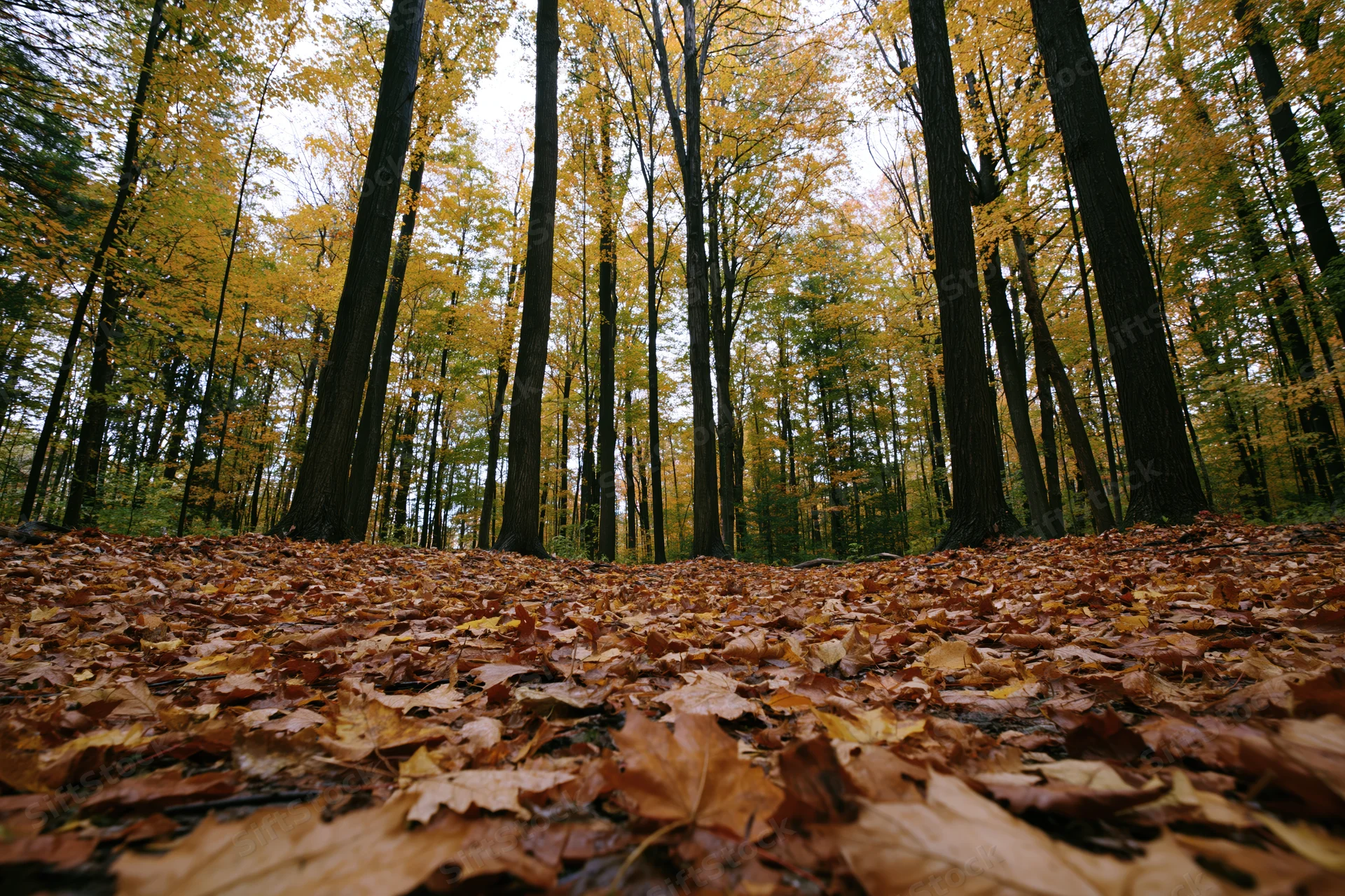 Forest floor covered in fallen autumn leaves under tall trees