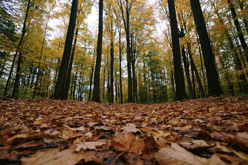 Forest floor covered in fallen autumn leaves under tall trees