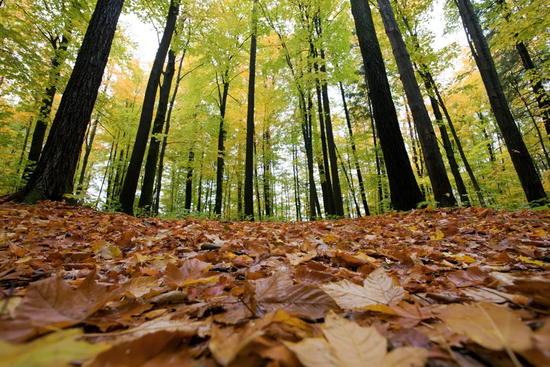 Forest floor covered in fallen autumn leaves under tall trees