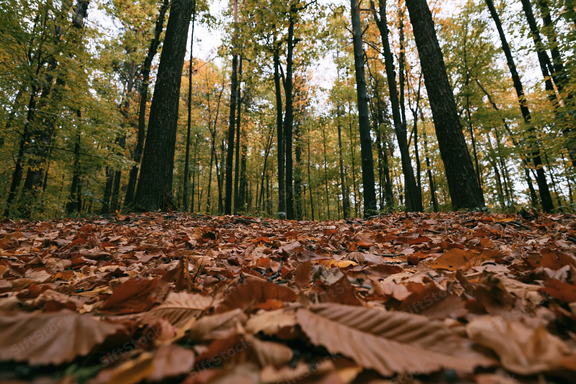 Forest floor covered in fallen autumn leaves under tall trees