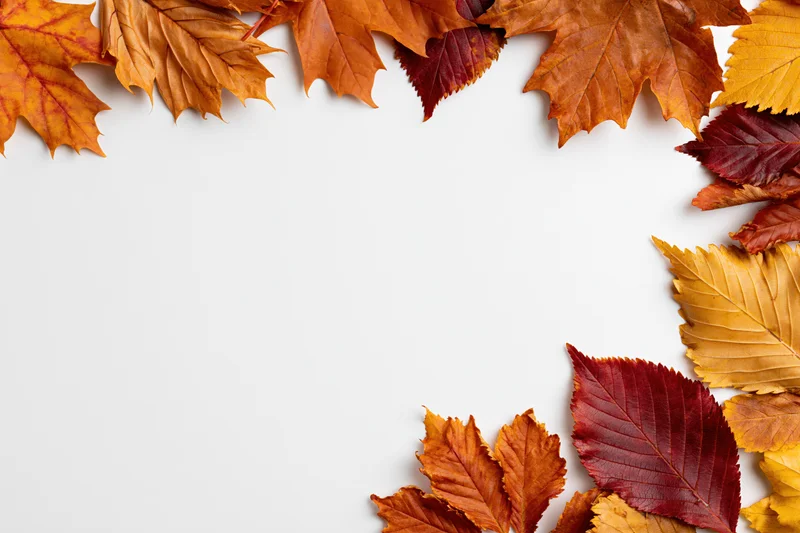 Autumn leaves arranged as a border frame on white background with copyspace