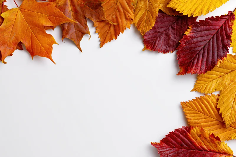 Autumn leaves arranged as a border frame on white background with copyspace