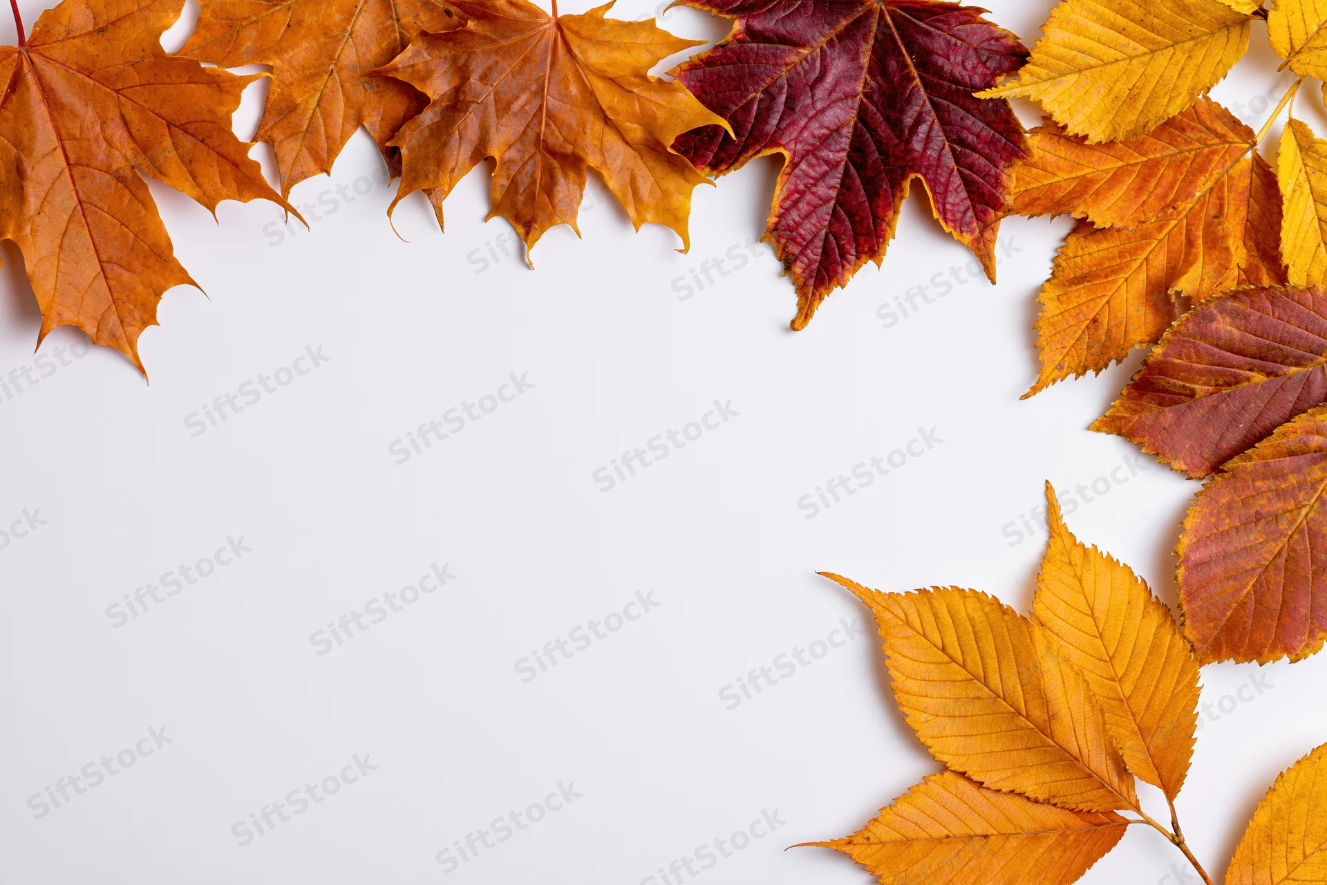 Autumn leaves arranged as a border frame on white background with copyspace
