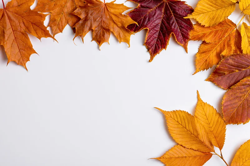 Autumn leaves arranged as a border frame on white background with copyspace