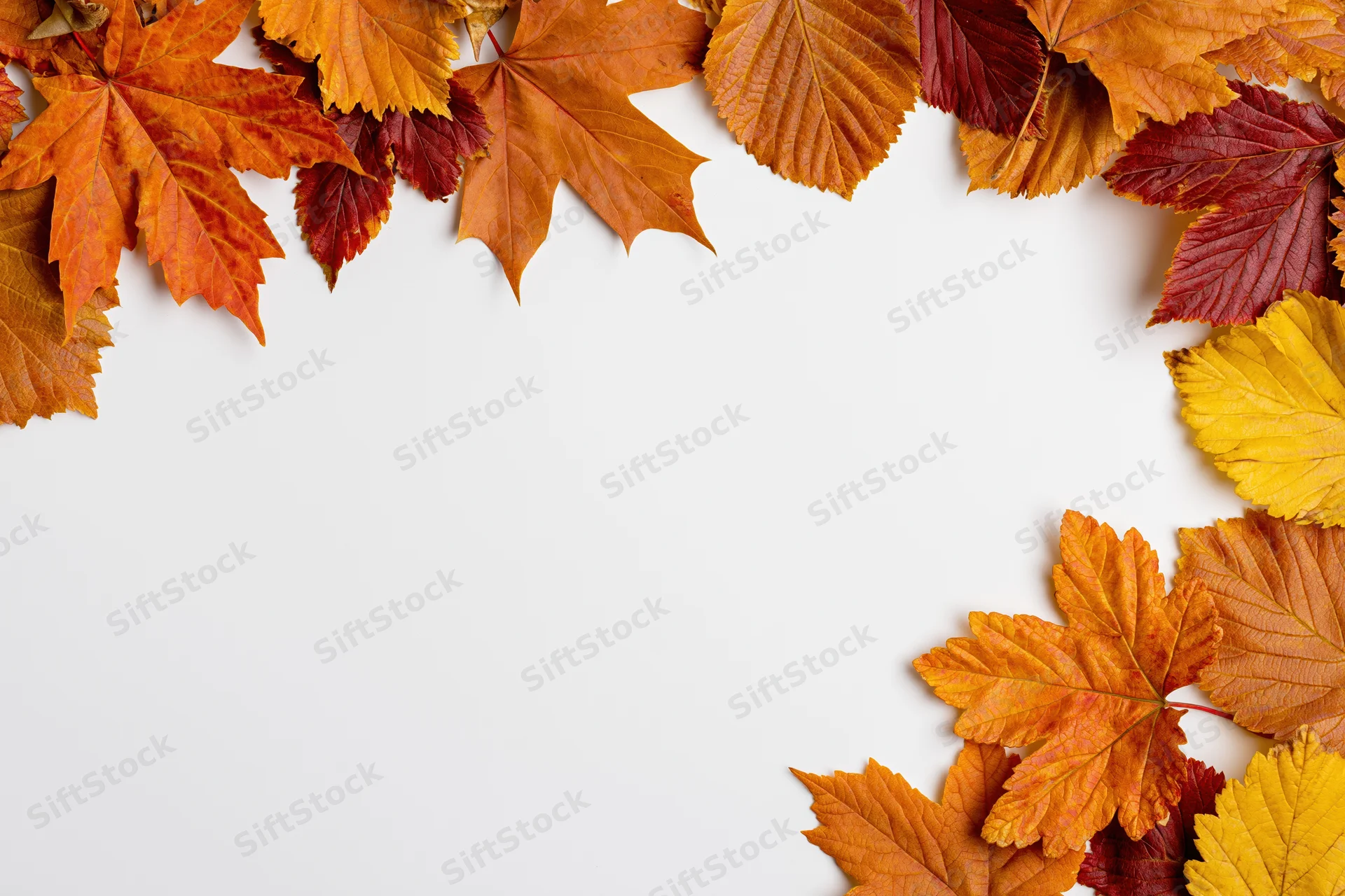 Autumn leaves arranged as a border frame on white background with copyspace