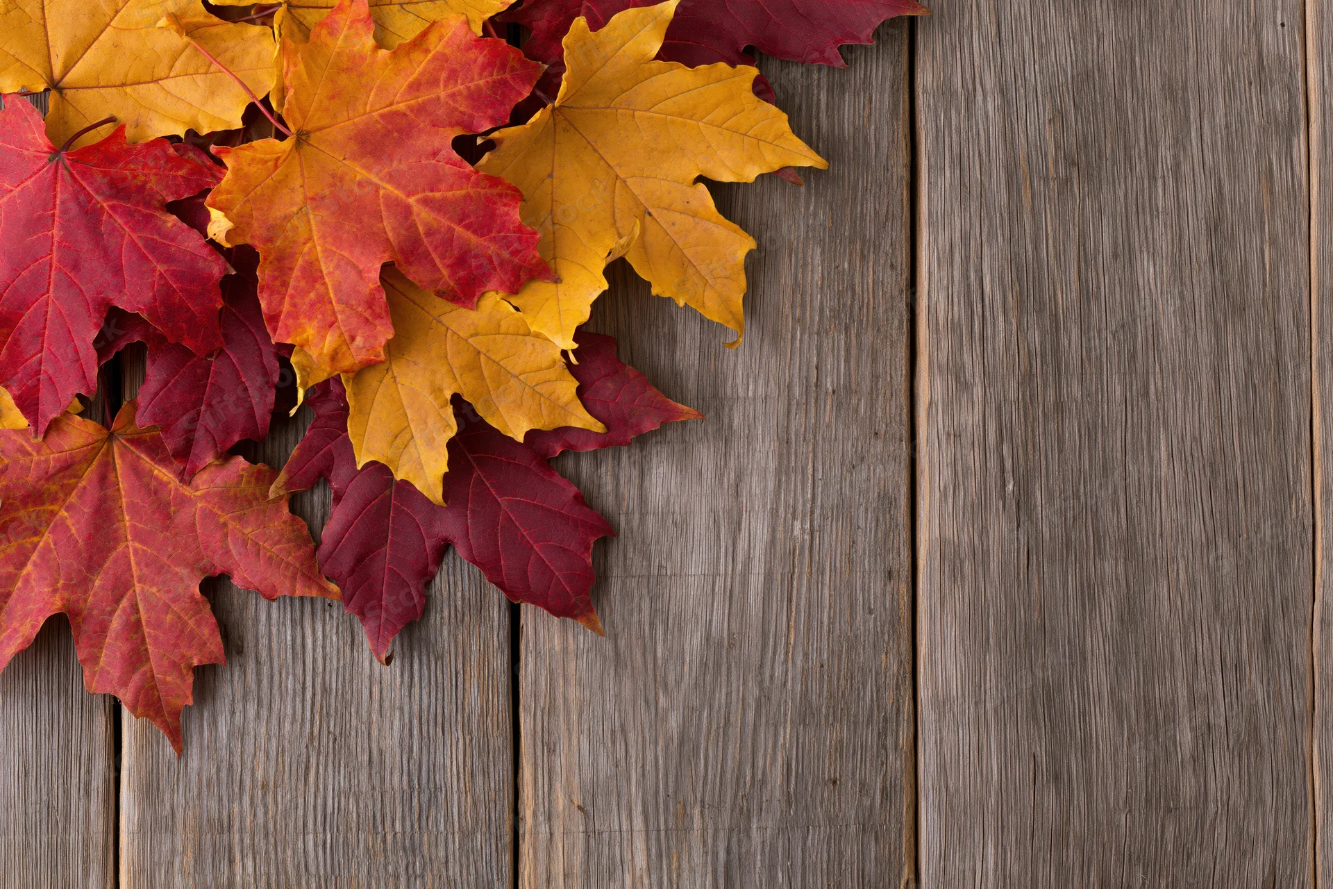 Autumn maple leaves loosely arranged on a weathered wooden surface