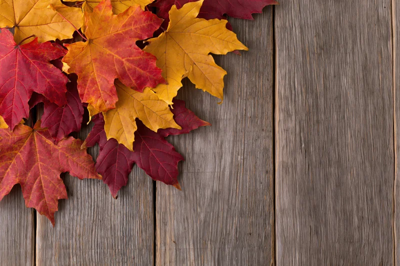 Autumn maple leaves loosely arranged on a weathered wooden surface