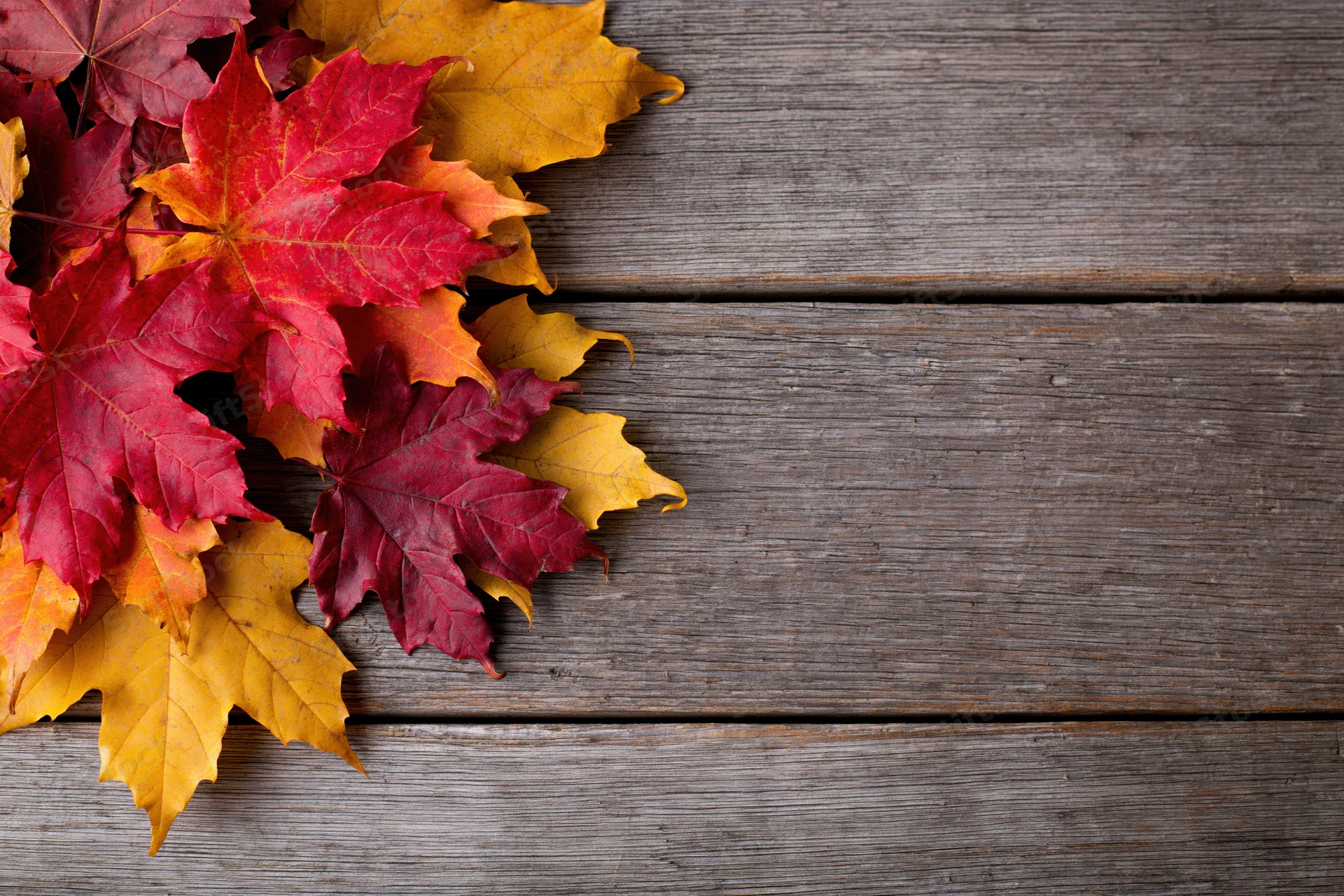 Autumn maple leaves in red orange and yellow arranged loosely on weathered wooden surface