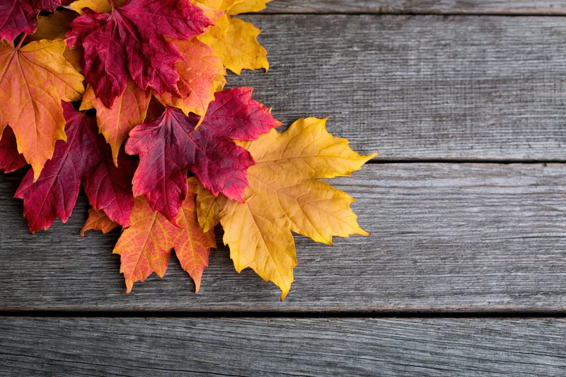 Autumn maple leaves loosely arranged in corner on weathered wooden surface