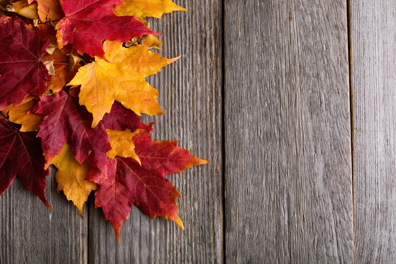 Autumn maple leaves loosely arranged on weathered wooden surface