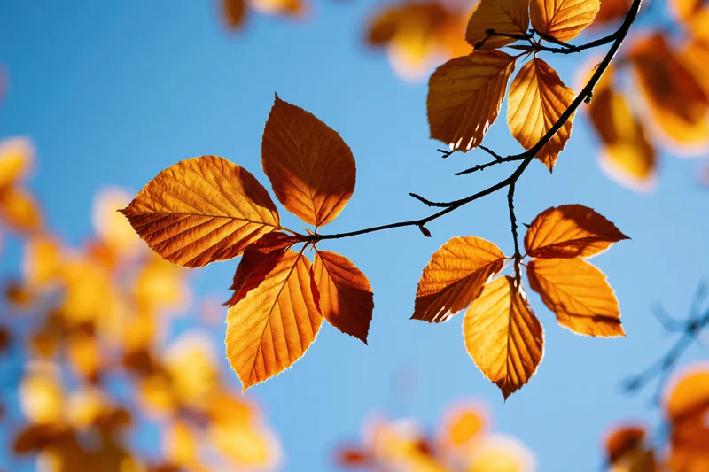 Golden-orange autumn leaves on a tree branch against a clear blue sky