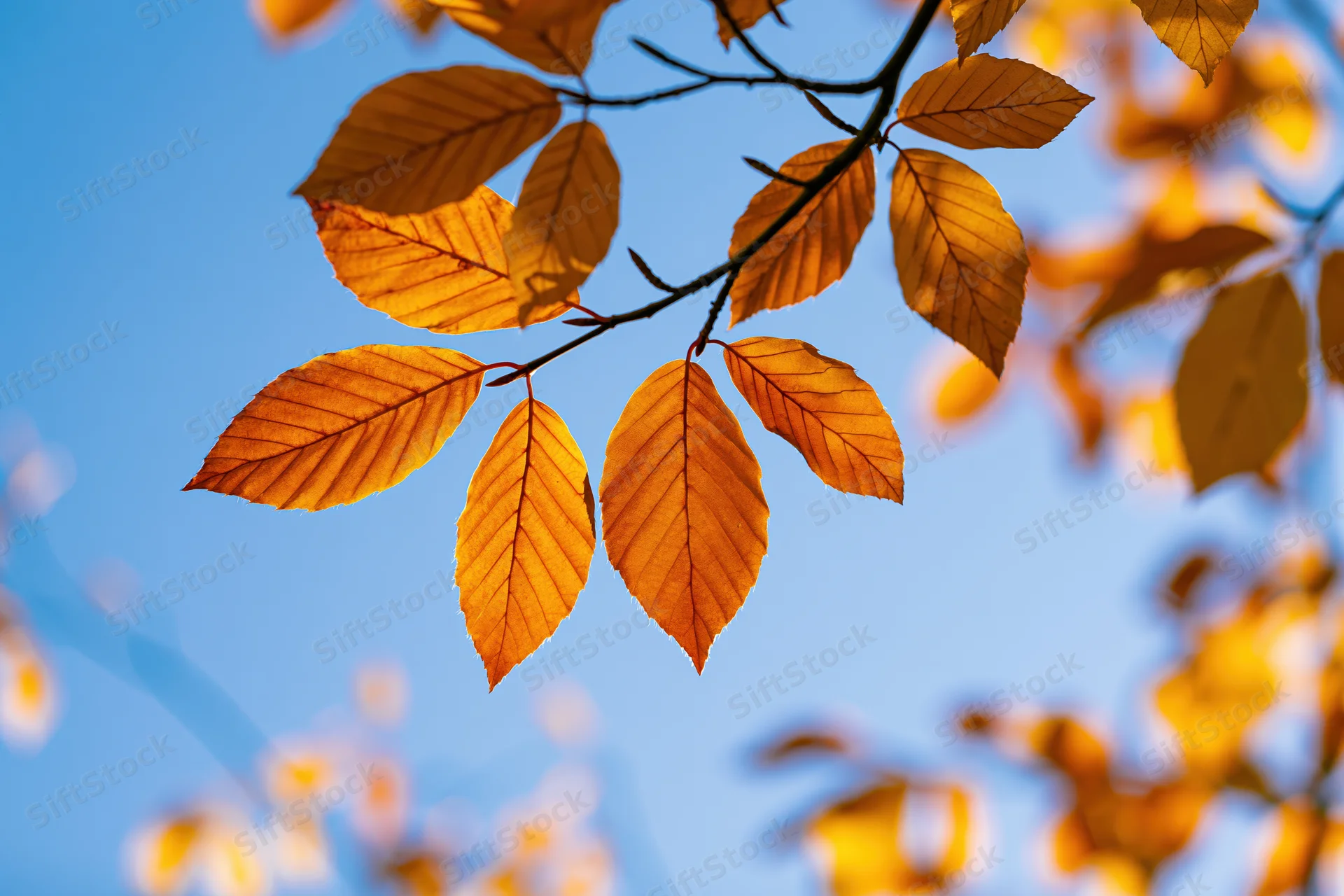 Golden-orange autumn leaves on a tree branch against a clear blue sky