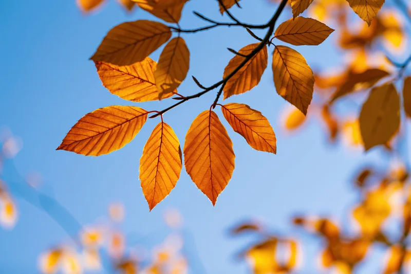Golden-orange autumn leaves on a tree branch against a clear blue sky