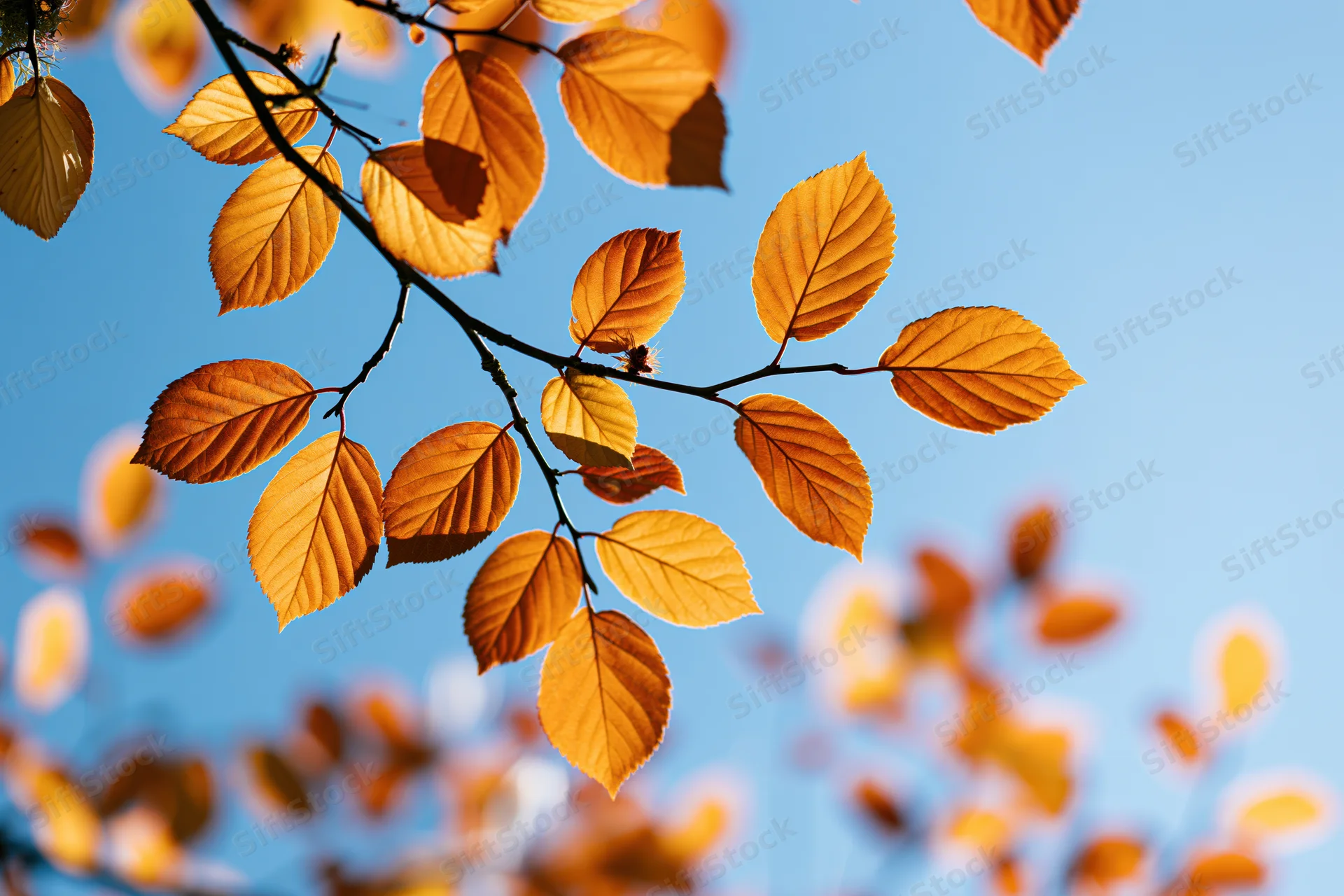 Autumn tree branch with golden-orange leaves against clear blue sky