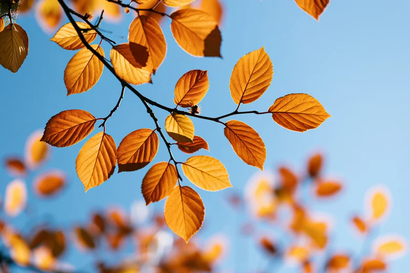 Autumn tree branch with golden-orange leaves against clear blue sky