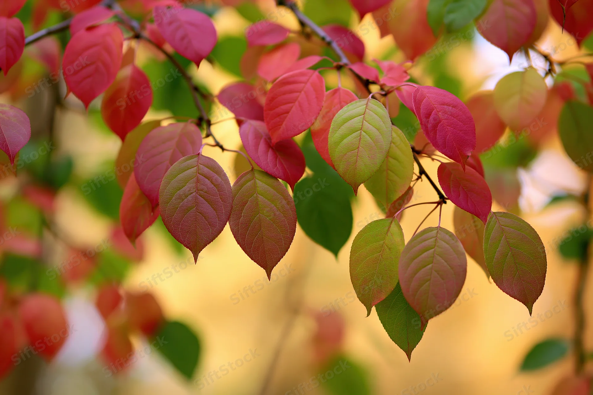 Autumn tree branches with turning leaves in shades of red, pink, and green against a warm blurred background