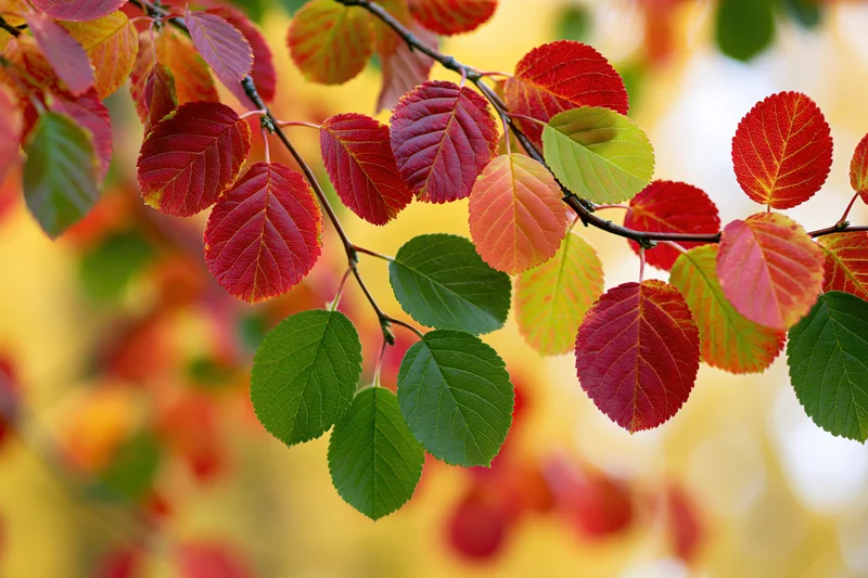 Autumn tree branches with leaves turning red and green against a blurred colorful background