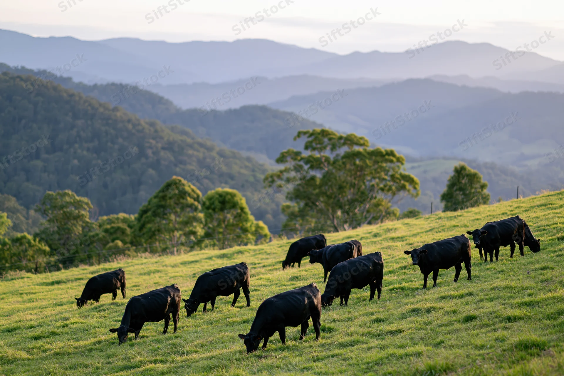 Black angus cattle grazing on a green sloping pasture with distant mountains and trees in the background