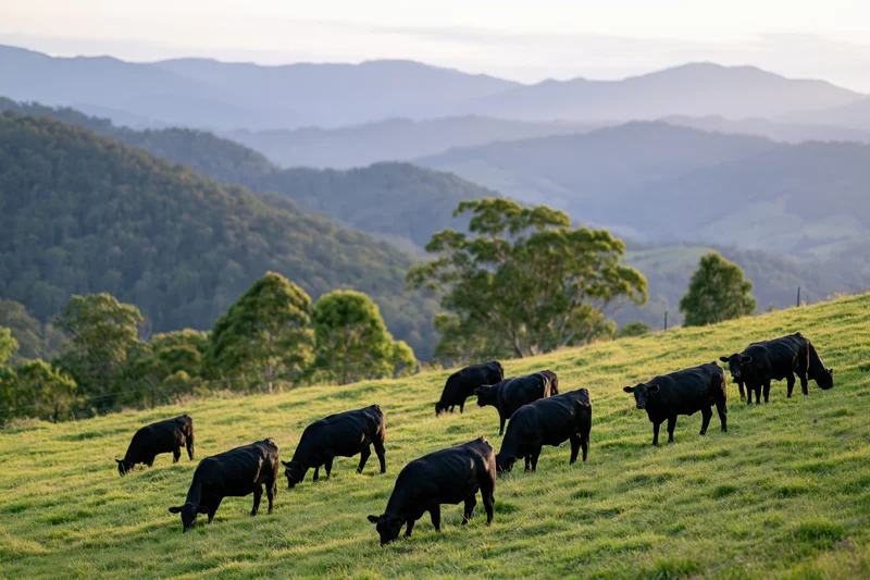 Black angus cattle grazing on a green sloping pasture with distant mountains and trees in the background