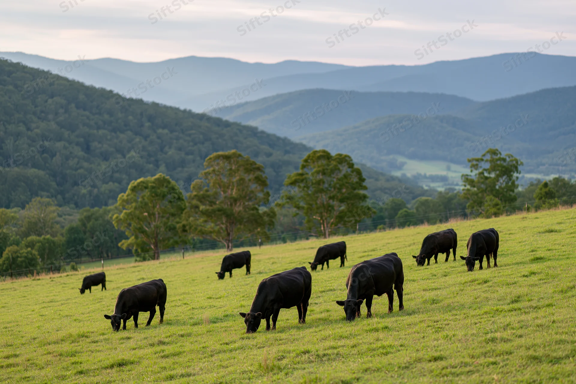 Black angus cattle grazing on a green pasture with rolling hills in the background