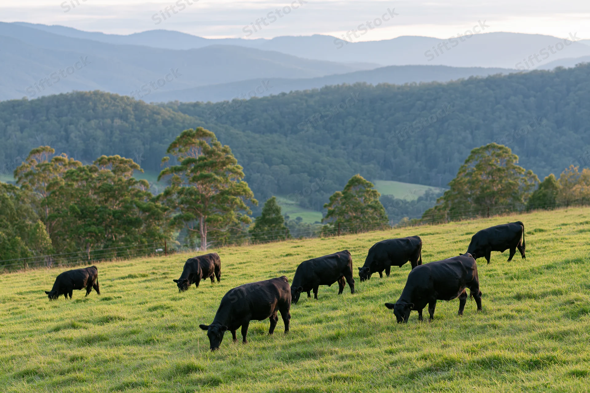 Black angus cattle grazing on a gently sloping green pasture with forested hills in the background