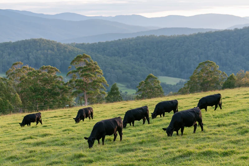 Black angus cattle grazing on a gently sloping green pasture with forested hills in the background