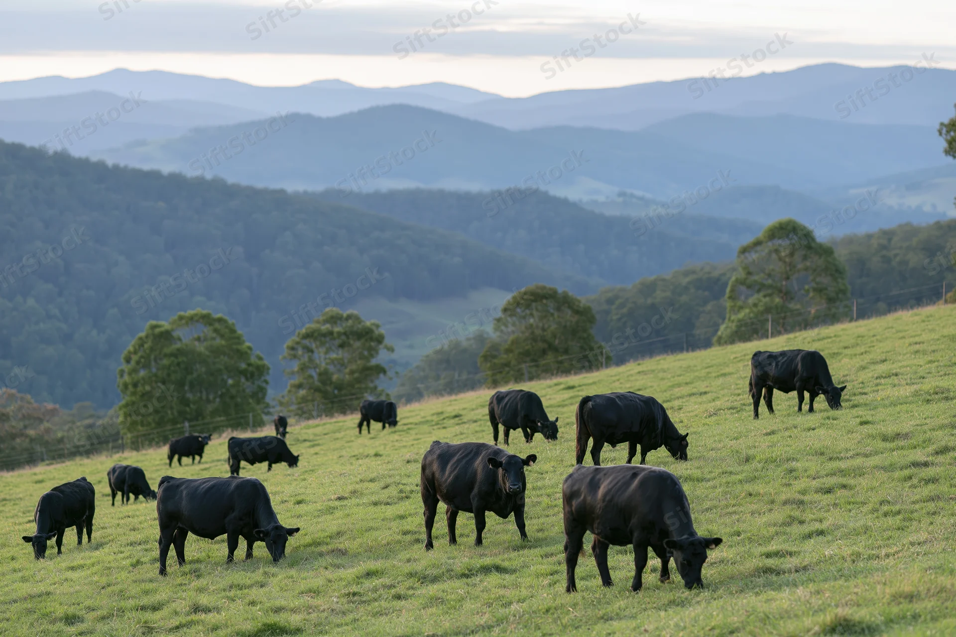 Black angus cattle grazing on a gently sloping green pasture with distant hills in the background