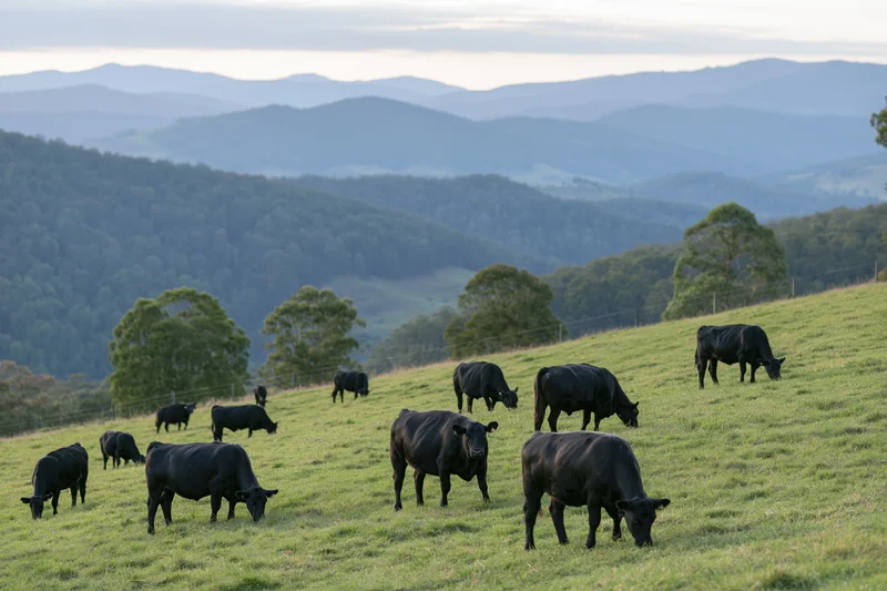 Black angus cattle grazing on a gently sloping green pasture with distant hills in the background
