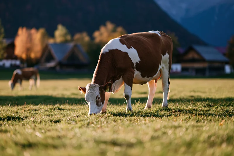 Brown and white cow grazing head-down on a green pasture with alpine village and mountains in background