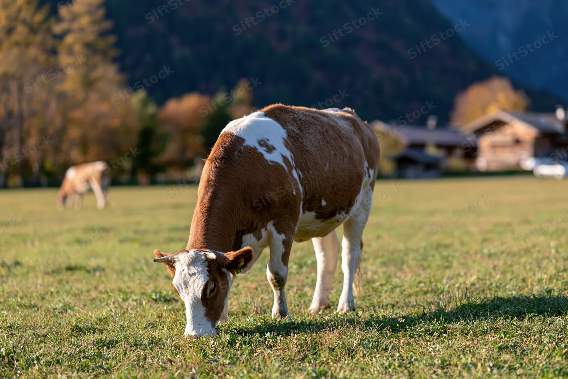 Brown and white cow grazing head-down on a green pasture with mountains and cabins in the background