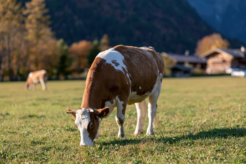 Brown and white cow grazing head-down on a green pasture with mountains and cabins in the background