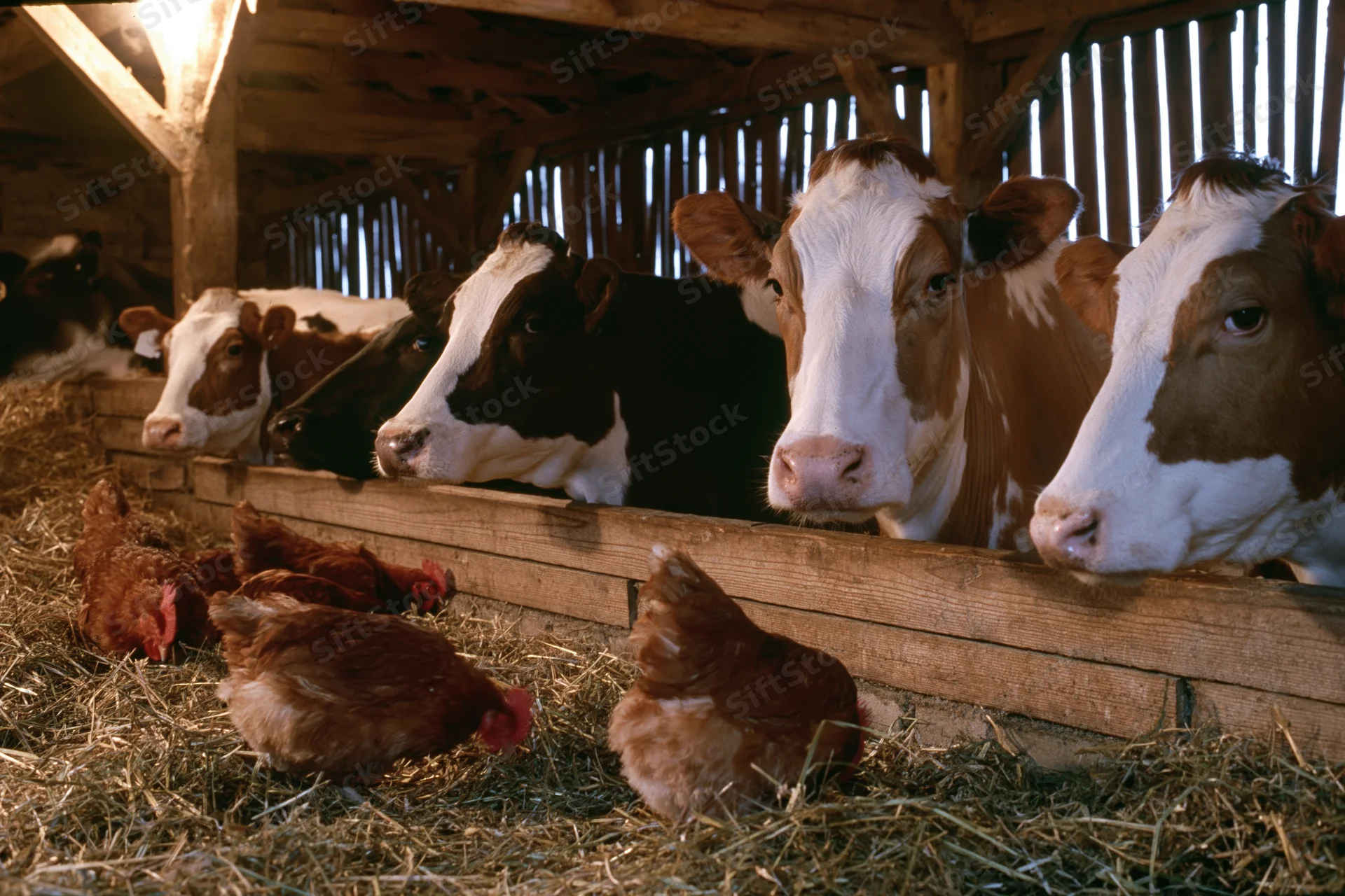Dairy cows resting at wooden feed fence in barn with chickens foraging in hay