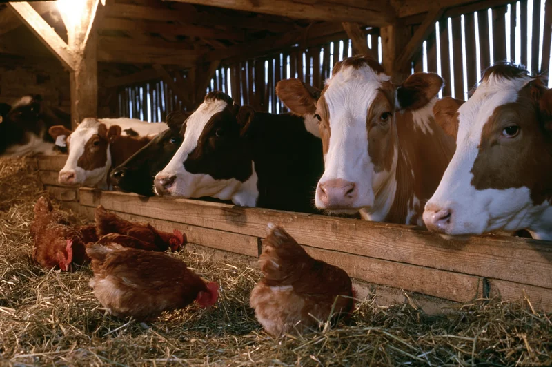 Dairy cows resting at wooden feed fence in barn with chickens foraging in hay