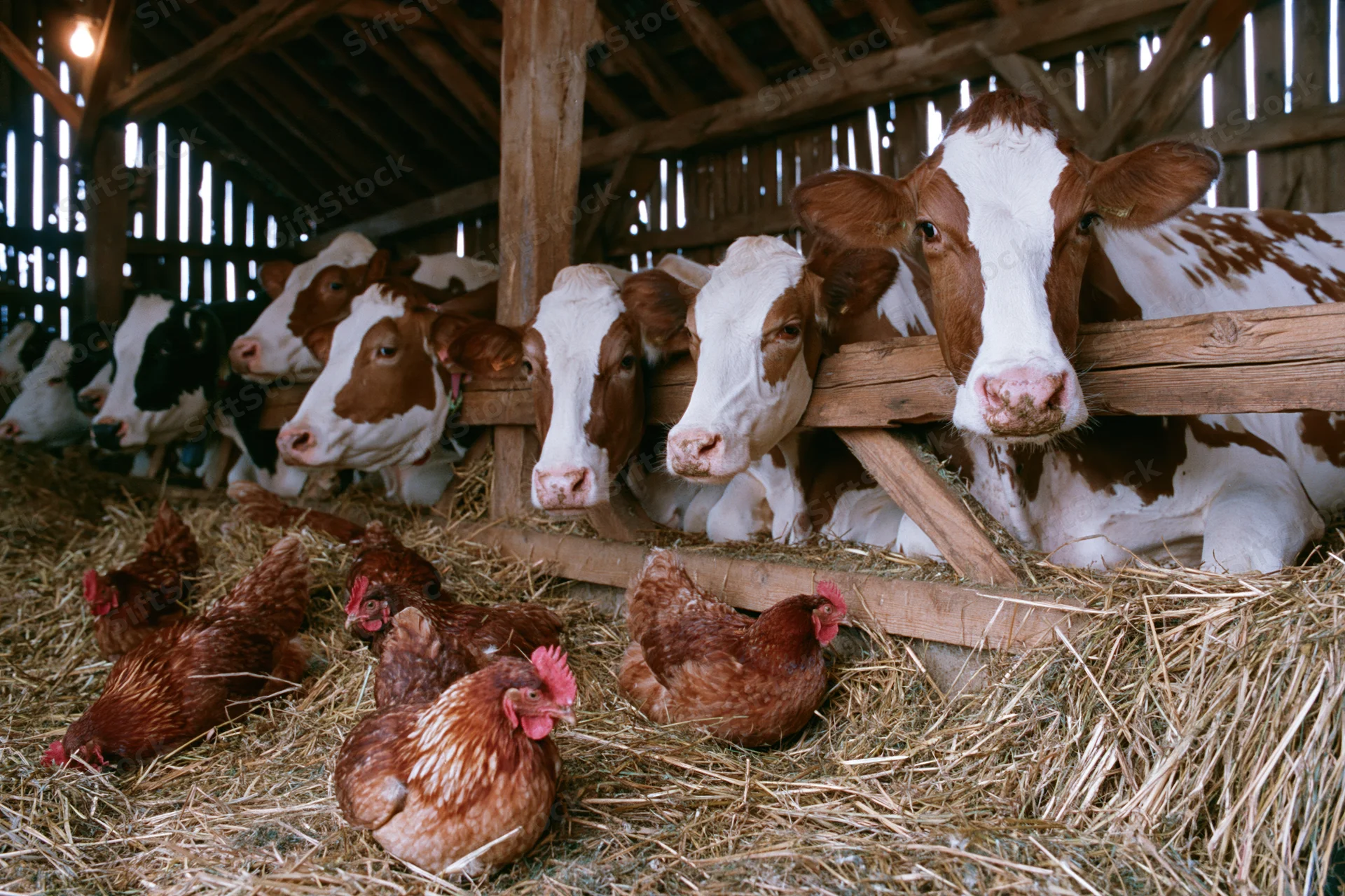 Brown and white dairy cows resting at a wooden feed fence in a barn with chickens on straw