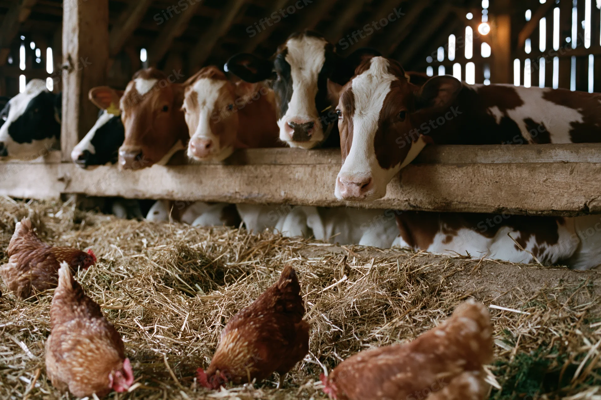 Dairy cows resting at wooden feed fence in barn with chickens foraging in hay